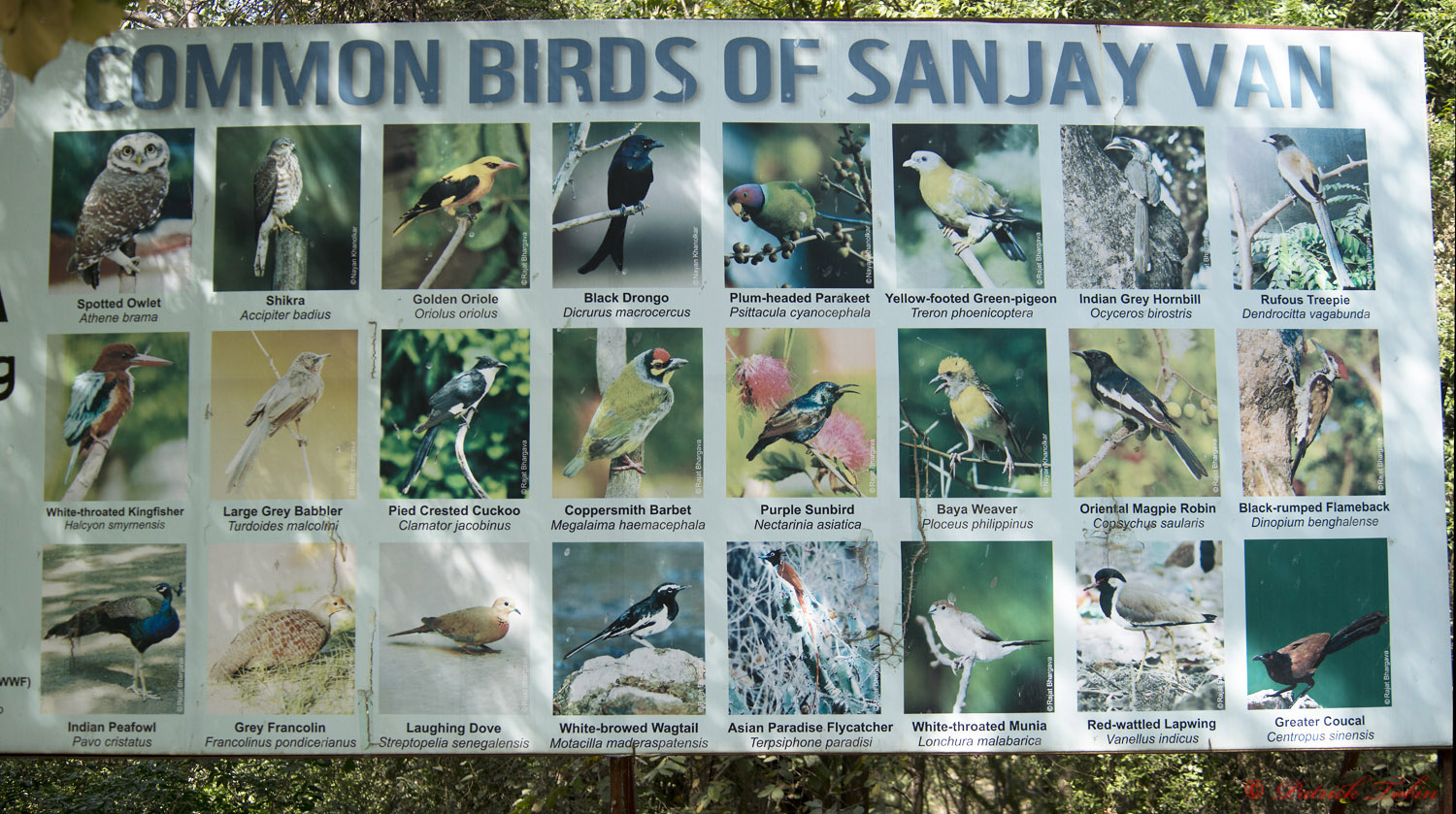 Feathered Residents of Sanjay Van-New Delhi | Paddy Wire